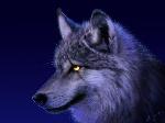 Wallpaper wolf blue