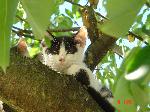 gattino sull'albero