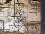 Wallpaper tigre biancha