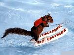 Wallpaper scoiattolo sugli sci