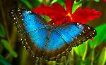 farfalle(W)