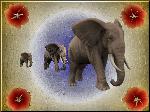 Elefanti in fuga