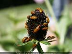 Wallpaper Orgia di insetti su bocciolo di Echinacea