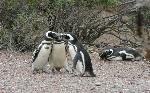 Wallpaper pinguini