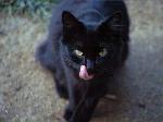 Gatto nero con lingua