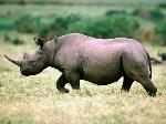 Wallpaper Rinoceronte