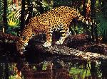 Wallpaper Leopardo