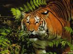 Wallpaper Tigre