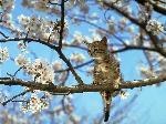 Gattino sull'albero