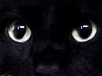 Occhi di gatto