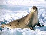 Wallpaper Cucciolo di foca