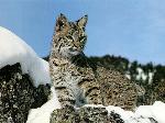 Lince