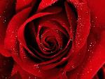 Wallpaper Rosa rossa