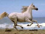 Wallpaper Cavallo bianco sulla spiaggia