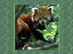 Wallpaper Panda Rosso