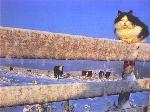 Gatto sullo steccato