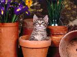 Gattino nel vaso