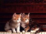Gattini sul pianoforte