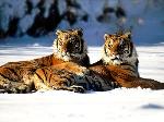 Wallpaper Tigri sulla neve