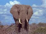Wallpaper Elefante