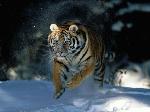 Wallpaper Tigre