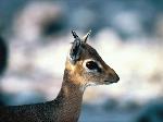 Wallpaper Cucciolo di antilope
