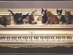 Wallpaper Gattini su pianoforte