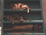 Wallpaper Gatti che dormono sulle scale