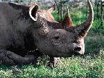 Wallpaper Rinoceronte