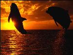 Wallpaper Delfini nel tramonto