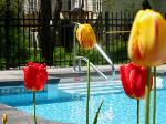 Tulipani davanti alla piscina