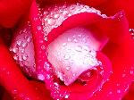 Wallpaper Rosa rossa
