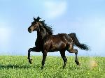 Wallpaper Black horse