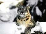 Wallpaper Leopardo delle nevi