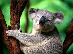 Wallpaper Koala