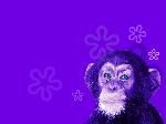 scimmia viola