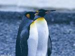 Pinguini imperatore