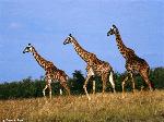 Tre giraffe