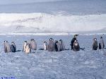 Colonia di cuccioli di pinguini imperatore