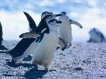 Wallpaper Pinguini chinstrap