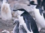 Pinguino chinstrap con piccoli
