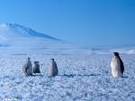 Pinguino imperatore osserva i suoi piccoli