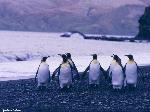 Pinguini imperatori in spiaggia