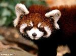 Wallpaper Panda rosso