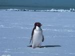 Pinguino adelie