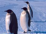 Tre pinguini in fila indiana