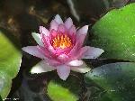 Wallpaper Water lily