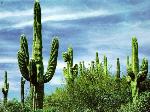 Wallpaper Verde cactus