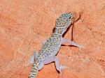 Wallpaper Gecko