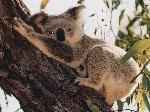 Wallpaper Koala